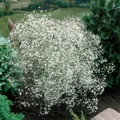 Freien Garten Promotion Geschäft -Freien Garten Promotion Geschäft 0310102960 Gypsophila pan 6949