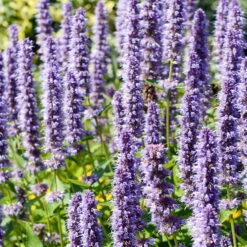 Freien Garten Promotion Geschäft -Freien Garten Promotion Geschäft 0310104954 Agastache rugosa Blue Fortune Koelle 11cm Topf 24554