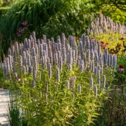 Freien Garten Promotion Geschäft -Freien Garten Promotion Geschäft 0319100246 Agastache rugosa Blue Fortune 1 83074