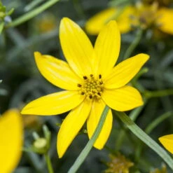 Freien Garten Promotion Geschäft -Freien Garten Promotion Geschäft 0319100297 Coreopsis verticillata Zagreb1 84698