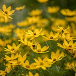 Freien Garten Promotion Geschäft -Freien Garten Promotion Geschäft 0319100297 Coreopsis verticillata Zagreb 84697