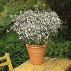 Freien Garten Promotion Geschäft -Freien Garten Promotion Geschäft 0319100322 Gypsophila pan Summer Sparkles 125712