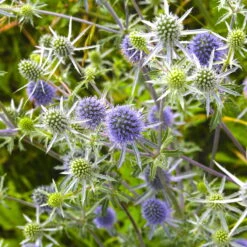 Freien Garten Promotion Geschäft -Freien Garten Promotion Geschäft 0319100537 Eryngium planum Blauer Zwerg 120374