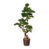 Kunstpflanze Bonsai-Lärche, Höhe Ca. 155 Cm -Freien Garten Promotion Geschäft 2220102315 Bonsai Laerche 103086