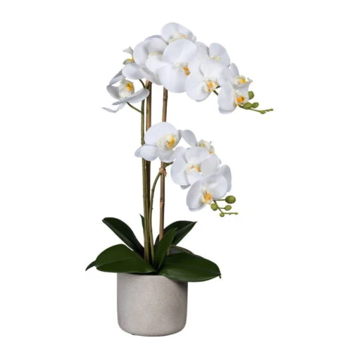 Künstliche Orchidee, Phalaenopsis, 2 Rispen, Weiß, Ca. 60 Cm, 13 X 11 Cm Zementtopf In Grau -Freien Garten Promotion Geschäft 2220500273 Phalenopsis x2 weiss im Zementtopf grau 75992