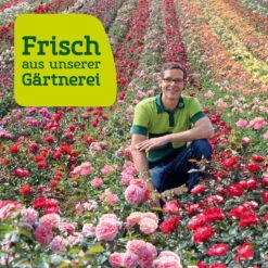 Freien Garten Promotion Geschäft -Freien Garten Promotion Geschäft Rosenfeld wenk 2000x2000 6