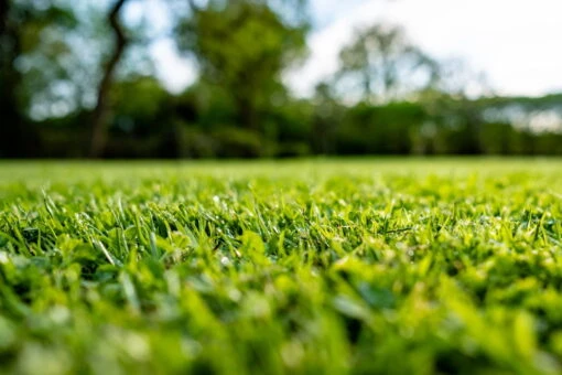 Azet Rasendünger, 5 Kg -Freien Garten Promotion Geschäft rasen duenger 118017